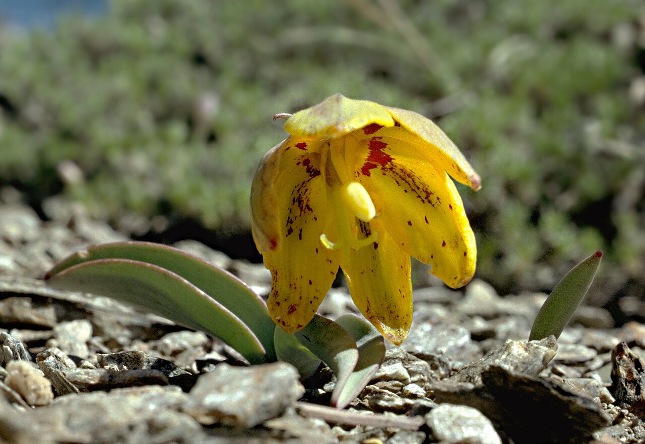 Siskiyou fritillary: Fritillaria glauca