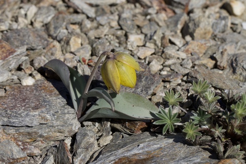 Siskiyou fritillary (Fritillaria glauca)