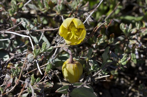 Siskiyou fritillary (Fritillaria glauca)