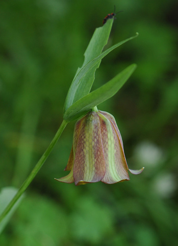 Fritillaria graeca (Fritillaria graeca)