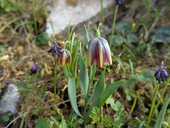 Fritillaria graeca (Fritillaria graeca)