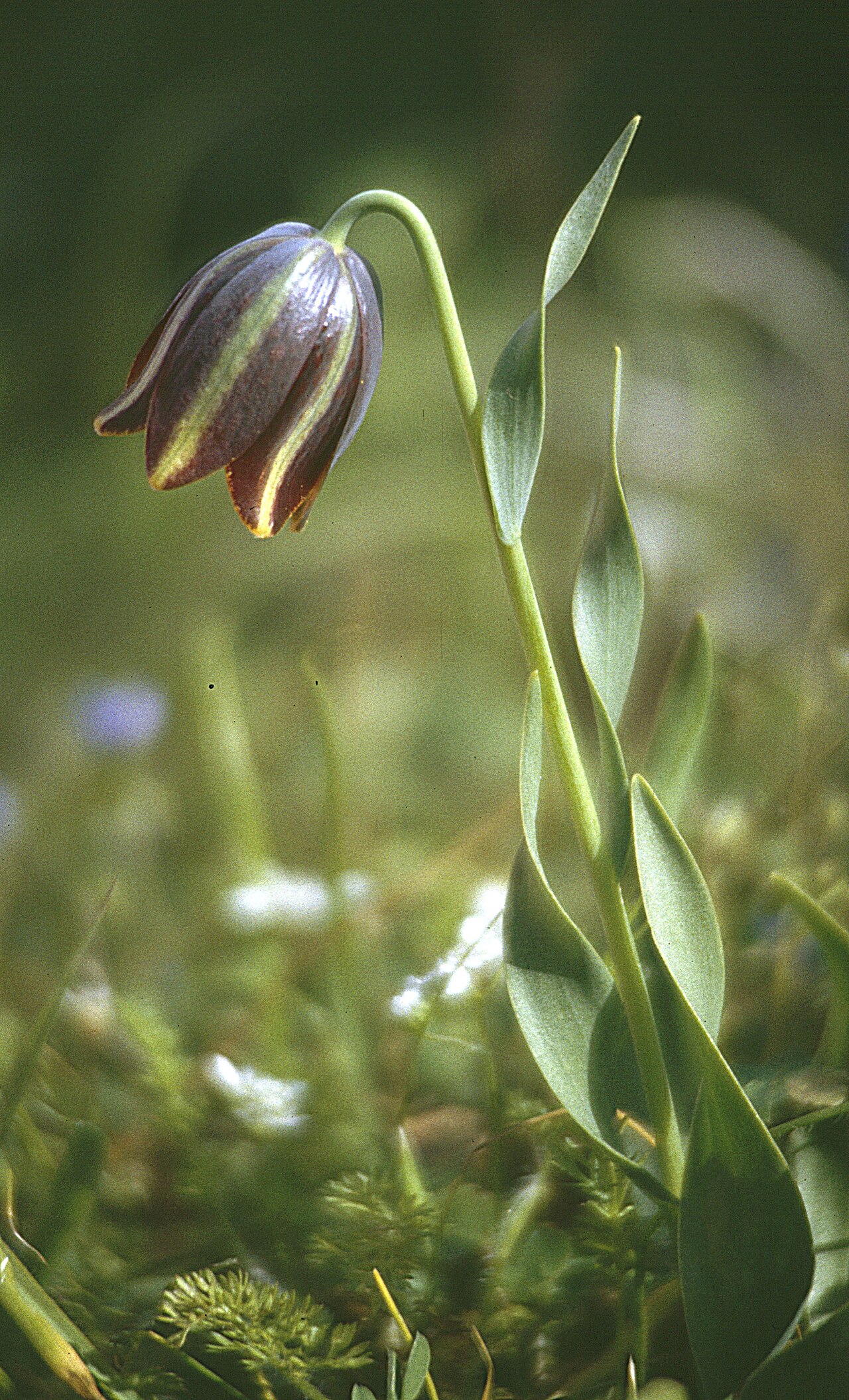 Fritillaria graeca: Fritillaria graeca