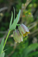 Fritillaria graeca (Fritillaria graeca)
