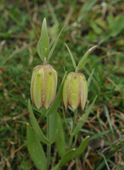 Fritillaria graeca (Fritillaria graeca)