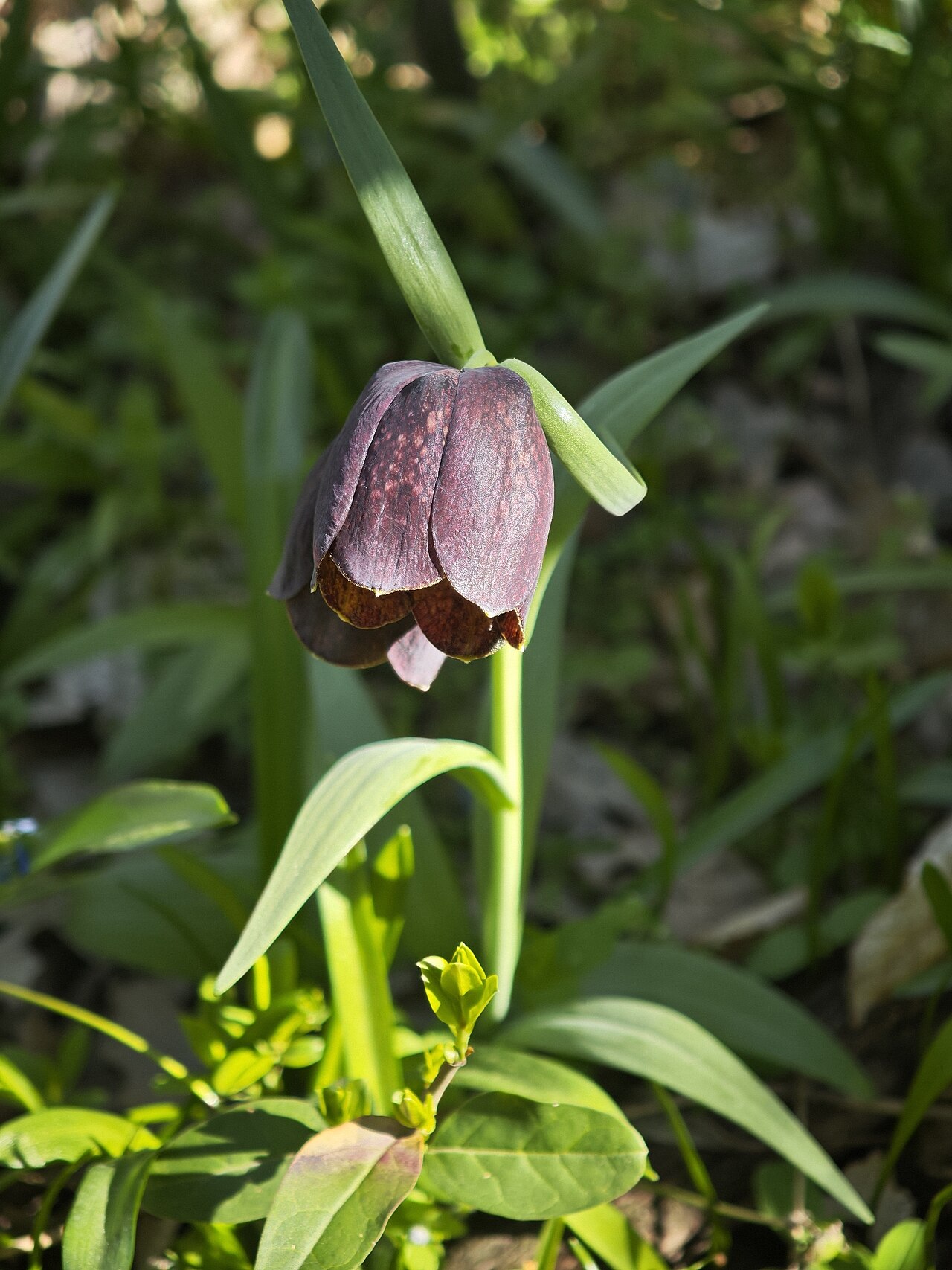 Big-flowered fritillary: Fritillaria grandiflora in Pechers'kyi, Kiev City, Ukraine
