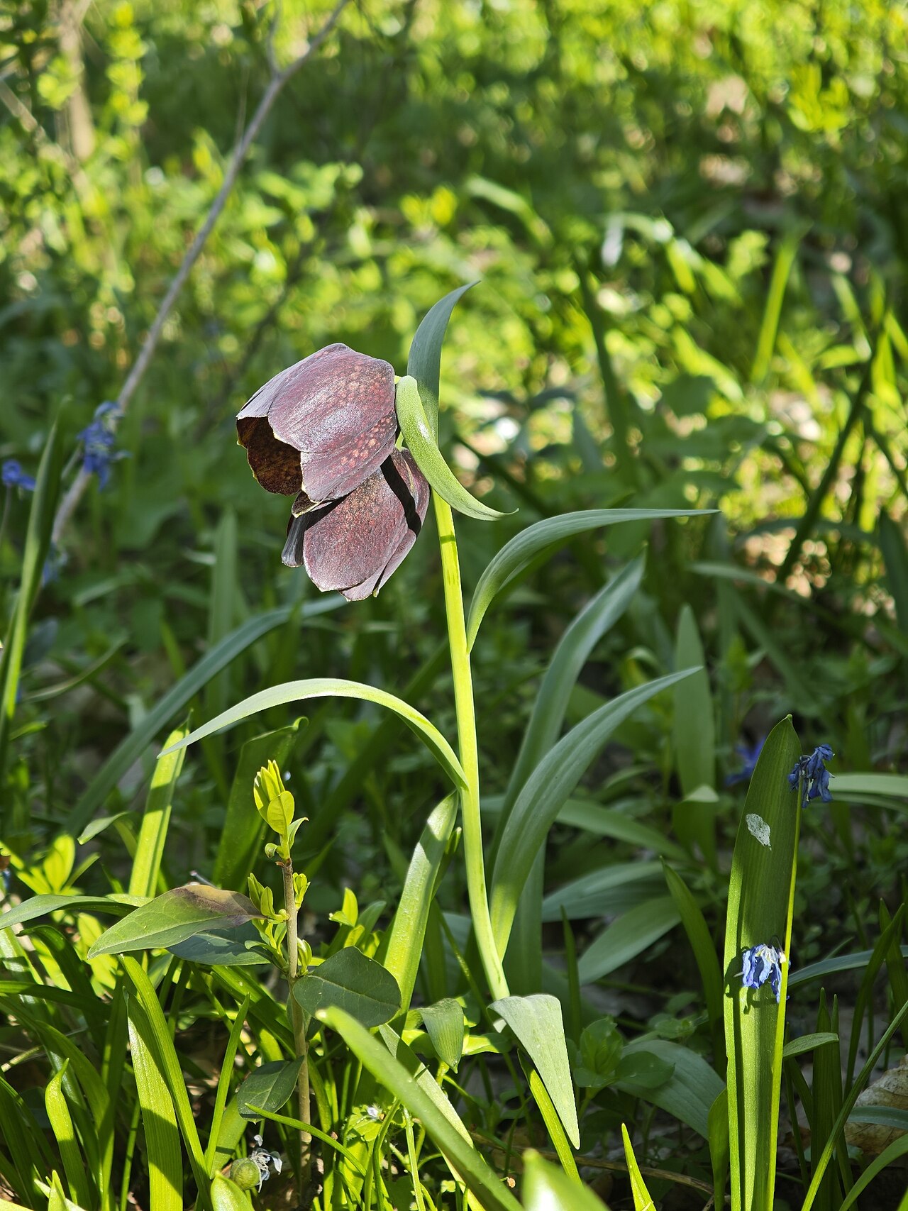 Big-flowered fritillary: Fritillaria grandiflora in Pechers'kyi, Kiev City, Ukraine