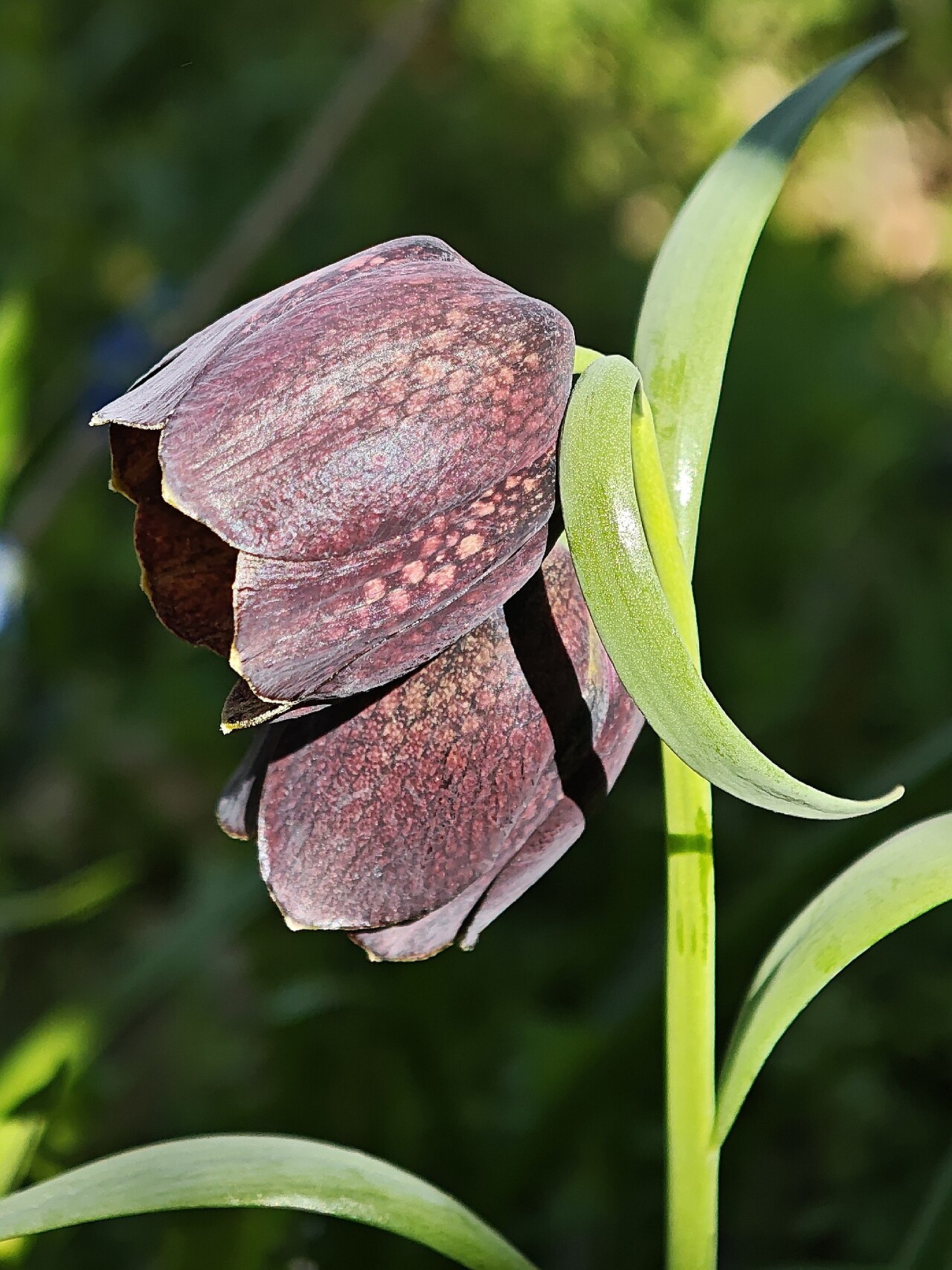 Big-flowered fritillary: Fritillaria grandiflora in Pechers'kyi, Kiev City, Ukraine