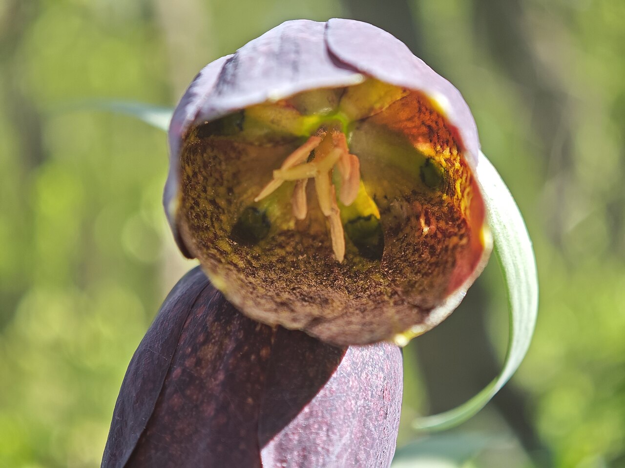 Big-flowered fritillary: Fritillaria grandiflora in Pechers'kyi, Kiev City, Ukraine
