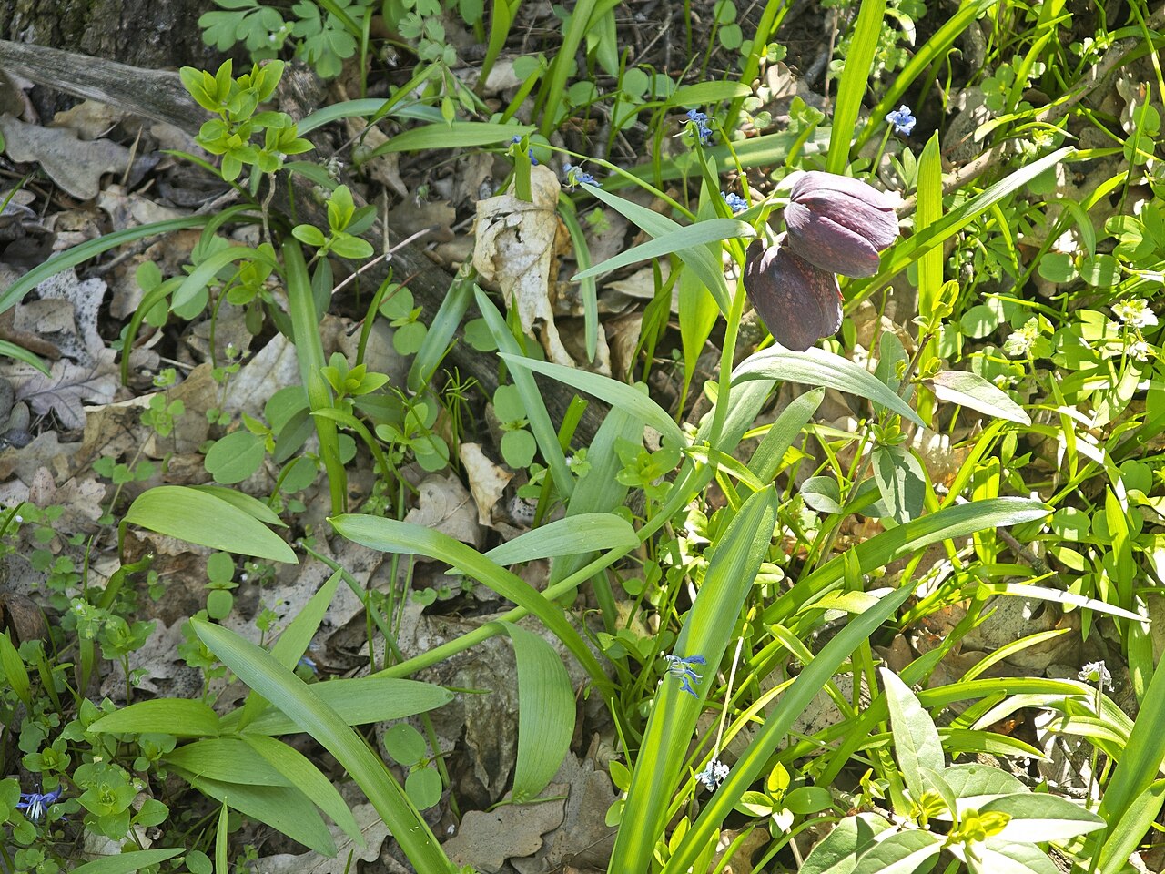 Big-flowered fritillary: Fritillaria grandiflora in Pechers'kyi, Kiev City, Ukraine