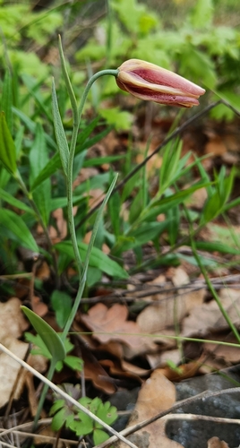 Fritillaria gussichiae (Fritillaria gussichiae)