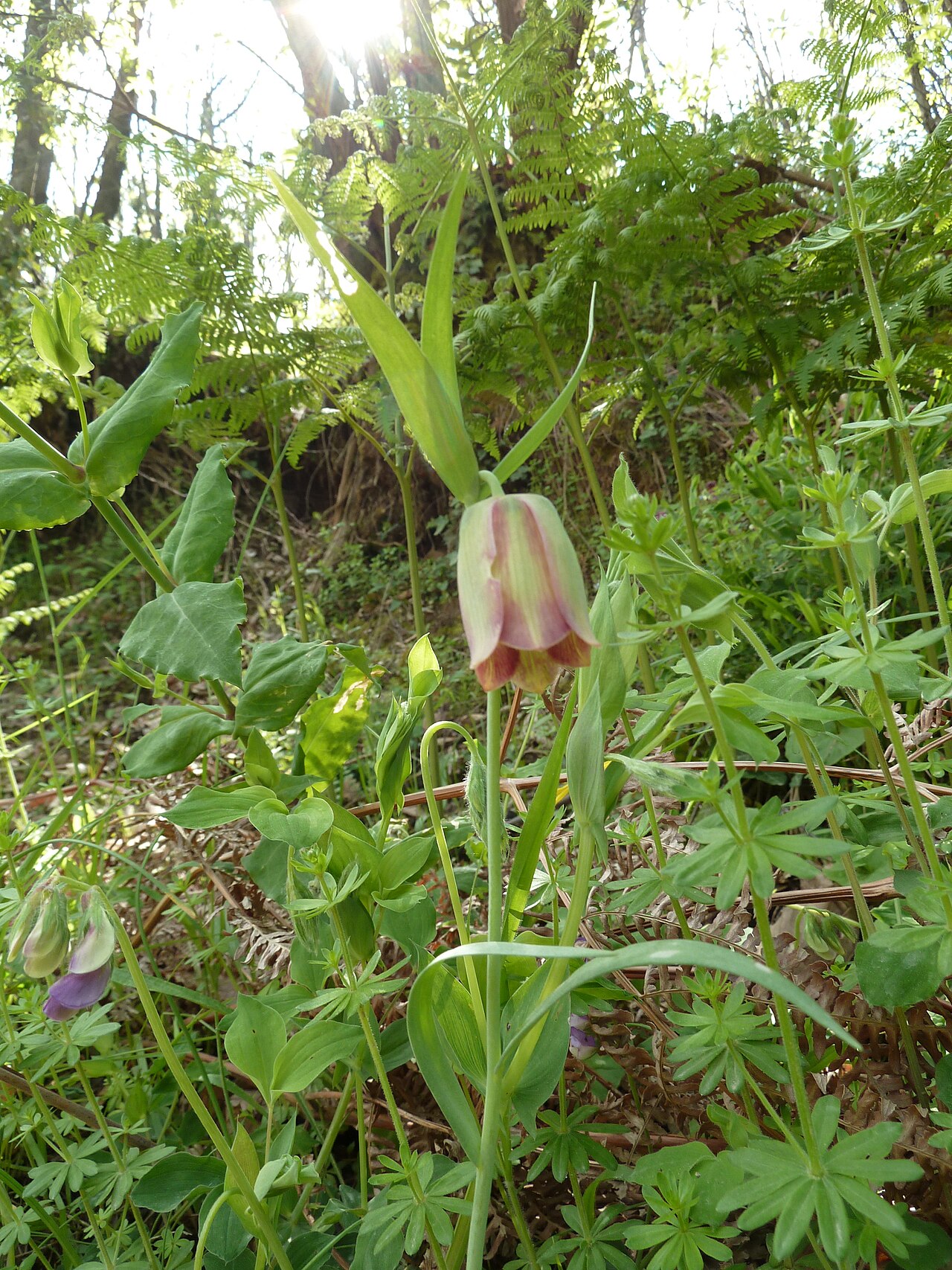 Fritillaria gussichiae: Fritillaria pontica , taken in Mount Athos .