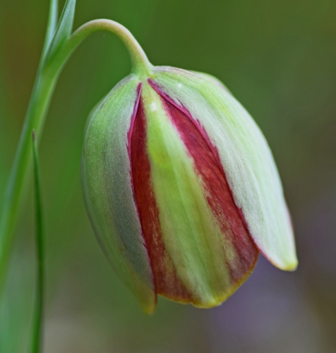 Fritillaria gussichiae (Fritillaria gussichiae)