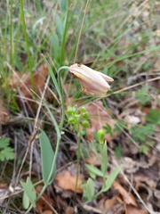 Fritillaria gussichiae (Fritillaria gussichiae)