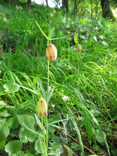 Fritillaria gussichiae (Fritillaria gussichiae)
