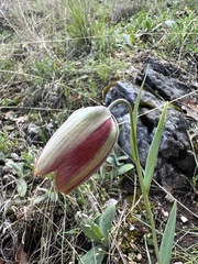 Fritillaria gussichiae (Fritillaria gussichiae)