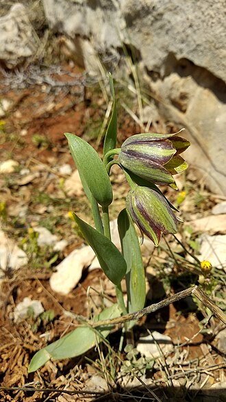 Fritillaria hermonis: Fritillaria hermonis Fenzl ex Klatt, Hamburger Garten- Blumenzeitung 16: 442 (1860).