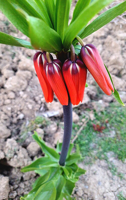 Imperial fritillary: غنچه‌ی یک لاله واژگون اشک مریم