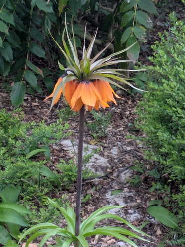 Imperial fritillary (Fritillaria imperialis)
