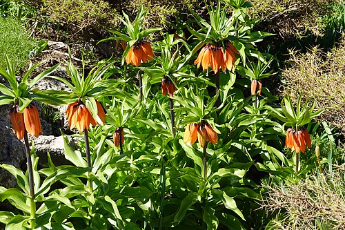 Imperial fritillary: Fritillaria imperialis in Kurdistan