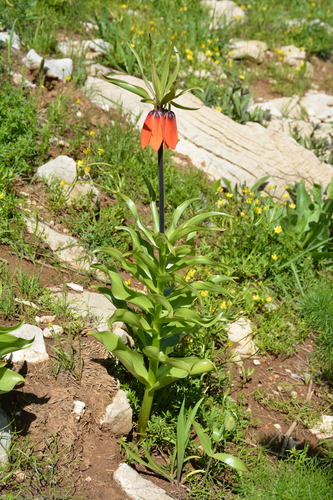 Imperial fritillary (Fritillaria imperialis)