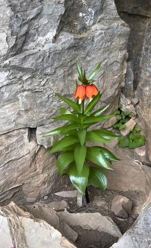 Imperial fritillary (Fritillaria imperialis)