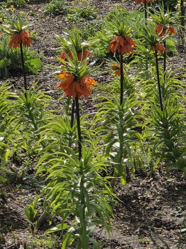 Imperial fritillary (Fritillaria imperialis)