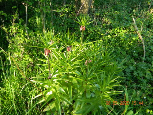 Imperial fritillary (Fritillaria imperialis)