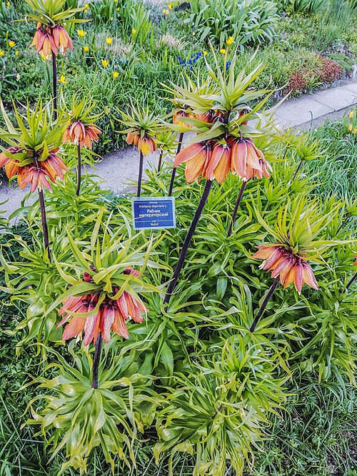 Imperial fritillary: Botanical Garden of Peter the Great: Professor Popov Street, 2. Petrogradsky District, St. Petersburg.