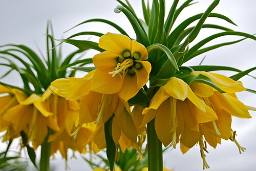 Imperial fritillary: Yellow Crown Imperials (Fritillaria imperialis)