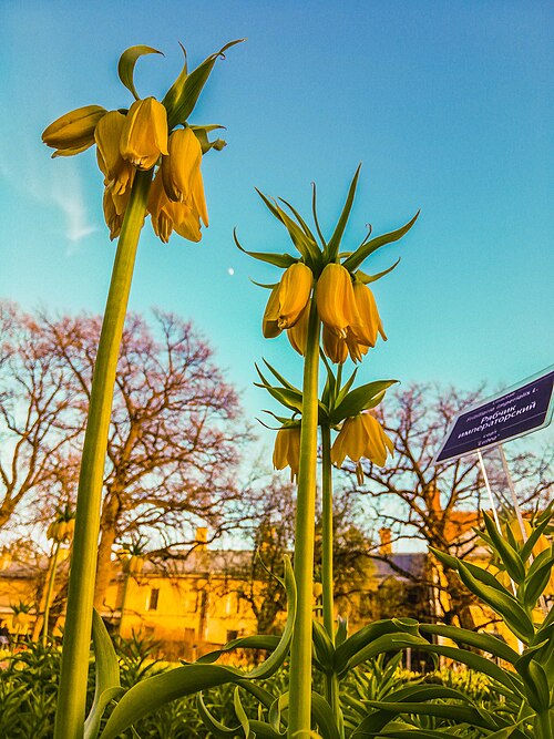 Imperial fritillary: Botanical Garden of Peter the Great: Professor Popov Street, 2. Petrogradsky District, St. Petersburg.
