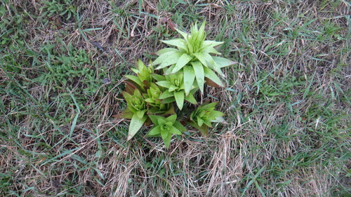Imperial fritillary (Fritillaria imperialis)
