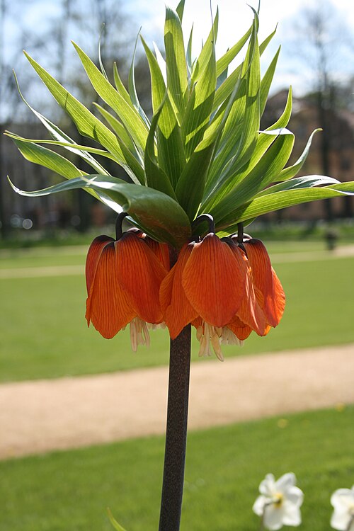 Imperial fritillary: Germany, Berlin, Orangerie park at Charlottenburg Palace, orange blossom of Fritillaria imperialis