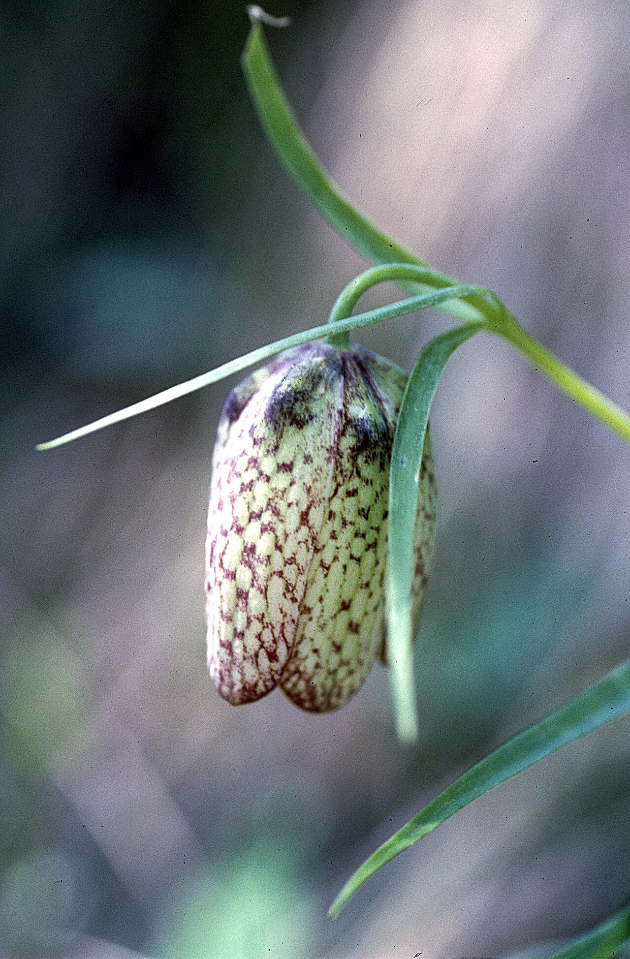 Fritillaria involucrata: Fritillaria involucrata