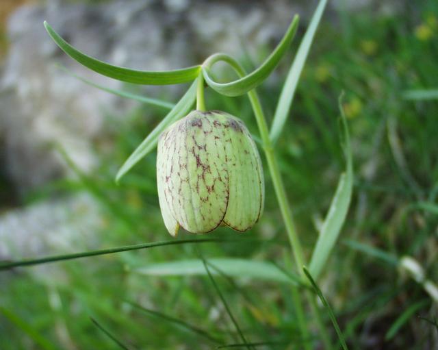 Fritillaria involucrata: (en) Fritillaria involucrata , a photography originating of the internet site http://sophy.u-3mrs.fr/ . The accord of the autor, H. Brisse, is here . (fr) Friti