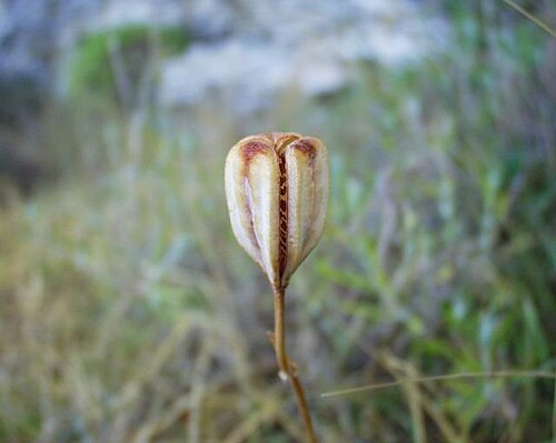 Fritillaria involucrata: (en) Fritillaria involucrata , a photography originating of the internet site http://sophy.u-3mrs.fr/ . The accord of the autor, H. Brisse, is here . (fr) Friti