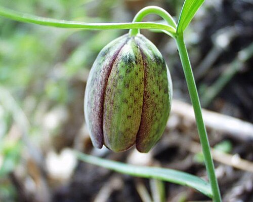 Fritillaria involucrata: (en) Fritillaria involucrata , a photography originating of the internet site http://sophy.u-3mrs.fr/ . The accord of the autor, H. Brisse, is here . (fr) Friti