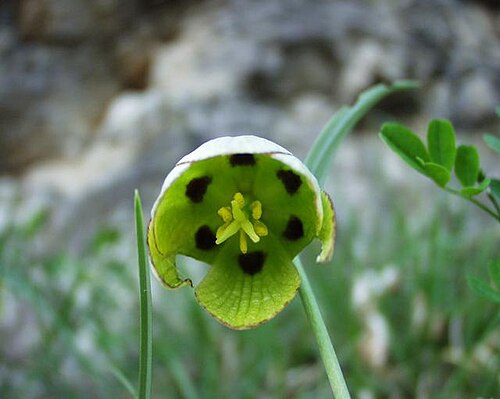 Fritillaria involucrata: (en) Fritillaria involucrata , a photography originating of the internet site http://sophy.u-3mrs.fr/ . The accord of the autor, H. Brisse, is here . (fr) Friti