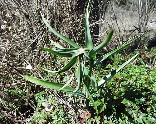 Fritillaria involucrata: (en) Fritillaria involucrata , a photography originating of the internet site http://sophy.u-3mrs.fr/ . The accord of the autor, H. Brisse, is here . (fr) Friti