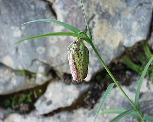 Fritillaria involucrata: (en) Fritillaria involucrata , a photography originating of the internet site http://sophy.u-3mrs.fr/ . The accord of the autor, H. Brisse, is here . (fr) Friti