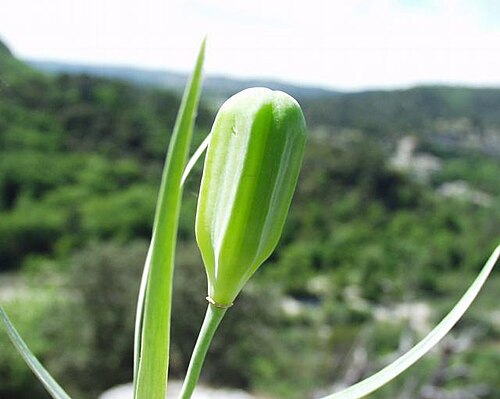 Fritillaria involucrata: (en) Fritillaria involucrata , a photography originating of the internet site http://sophy.u-3mrs.fr/ . The accord of the autor, H. Brisse, is here . (fr) Friti