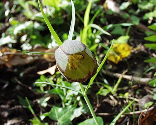 Fritillaria involucrata: (en) Fritillaria involucrata , a photography originating of the internet site http://sophy.u-3mrs.fr/ . The accord of the autor, H. Brisse, is here . (fr) Friti