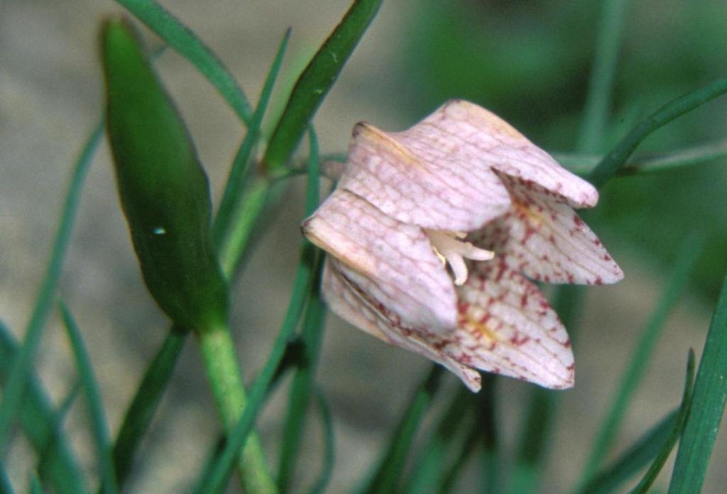 Fritillaria japonica: Fritillaria japonica in Mount Fujiwara