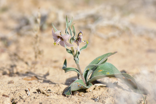 Fritillaria karelinii (Fritillaria karelinii)