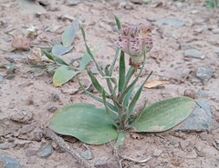 Fritillaria karelinii (Fritillaria karelinii)