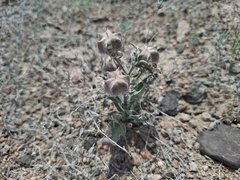Fritillaria karelinii (Fritillaria karelinii)