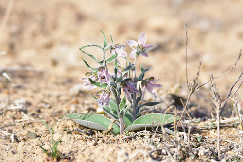 Fritillaria karelinii (Fritillaria karelinii)