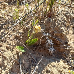 Fritillaria karelinii (Fritillaria karelinii)