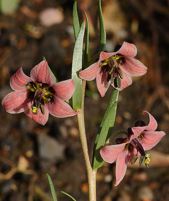 Fritillaria karelinii: Fritillaria karelinii