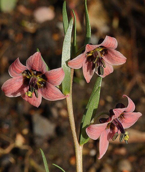 Fritillaria karelinii: Fritillaria karelinii