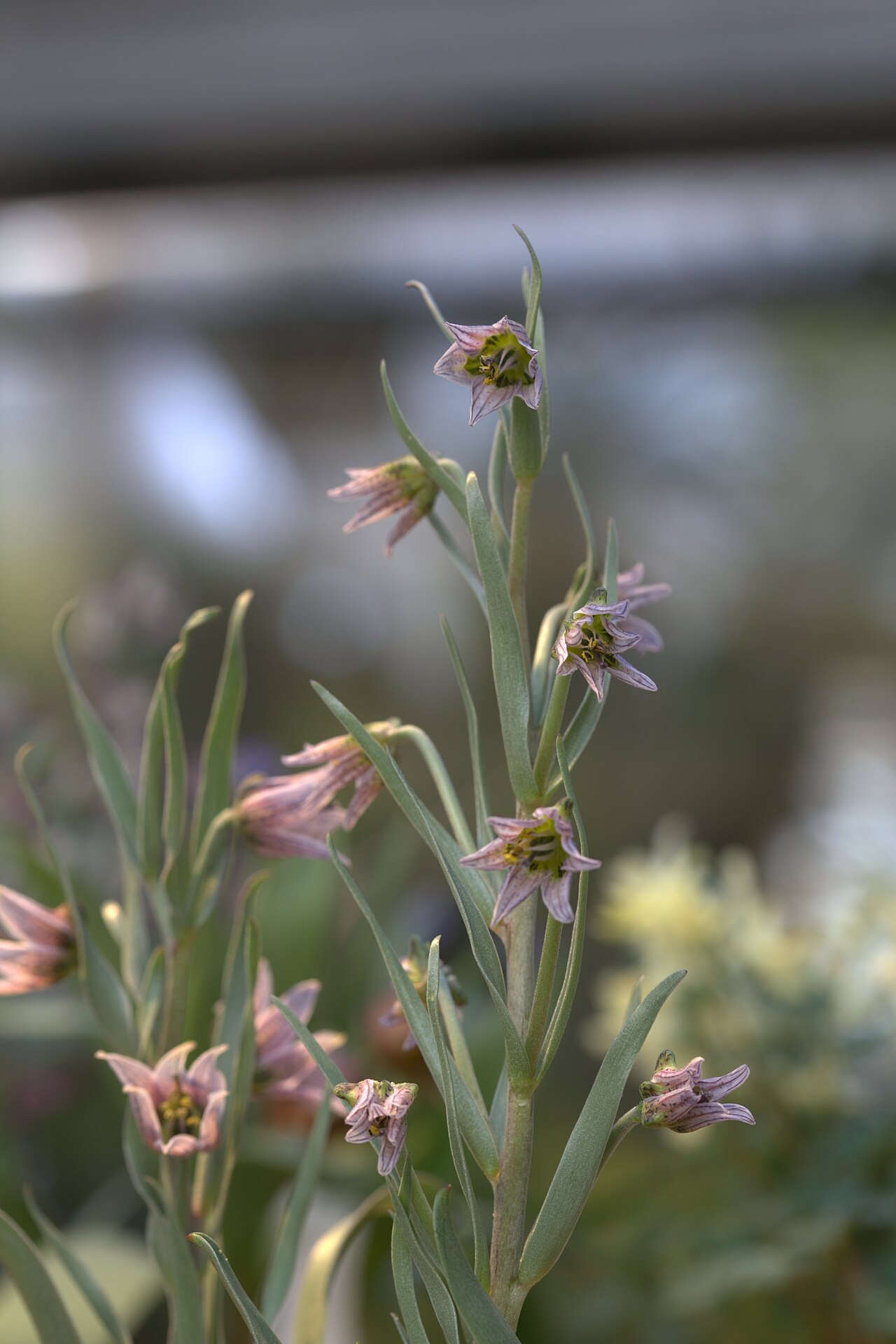 Fritillaria karelinii: Fritillaria karelinii in Gothenburg Botanical Garden. Plant id: 2012-1495 p W -- Ruksans